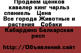 Продаем щенков кавалер кинг чарльз спаниель › Цена ­ 60 000 - Все города Животные и растения » Собаки   . Кабардино-Балкарская респ.